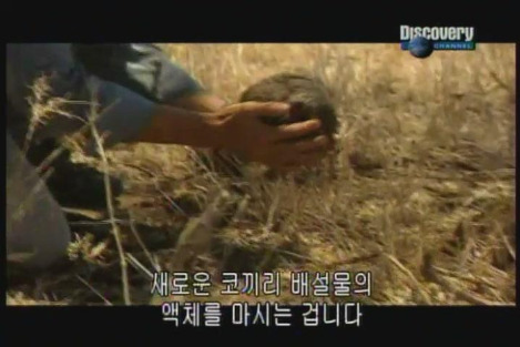 Bear Grylls drinking elephant dung